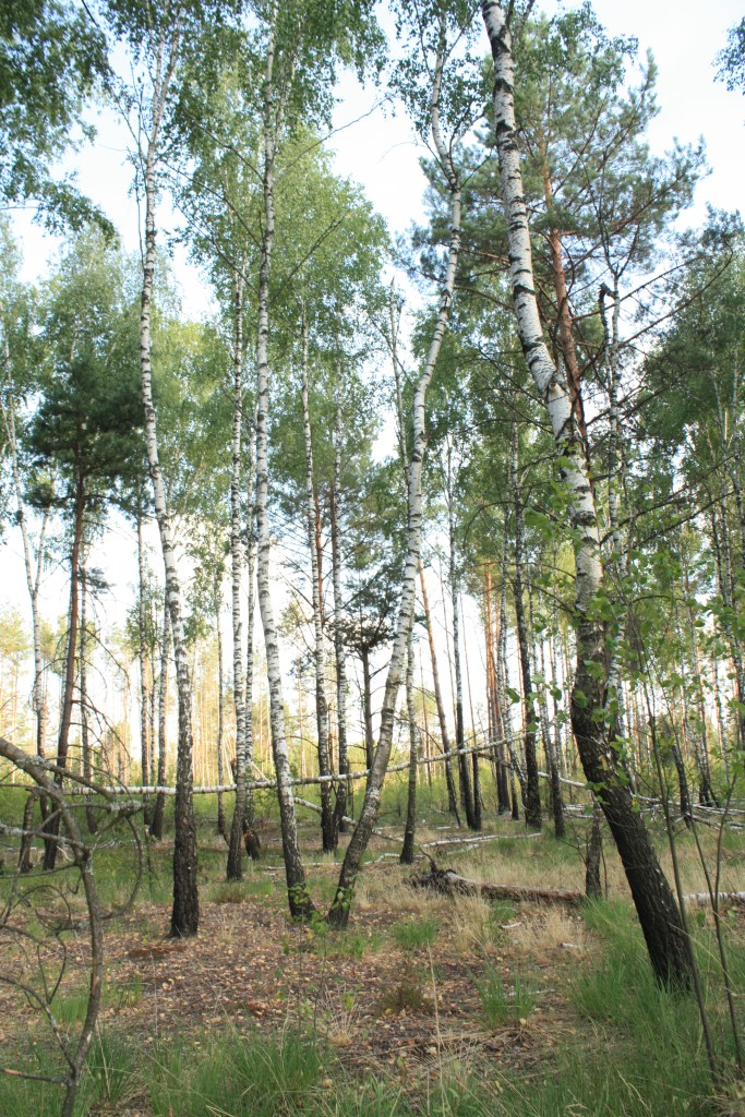 Лісова місцевість з березами та соснами, зелена трава та fallen branches.