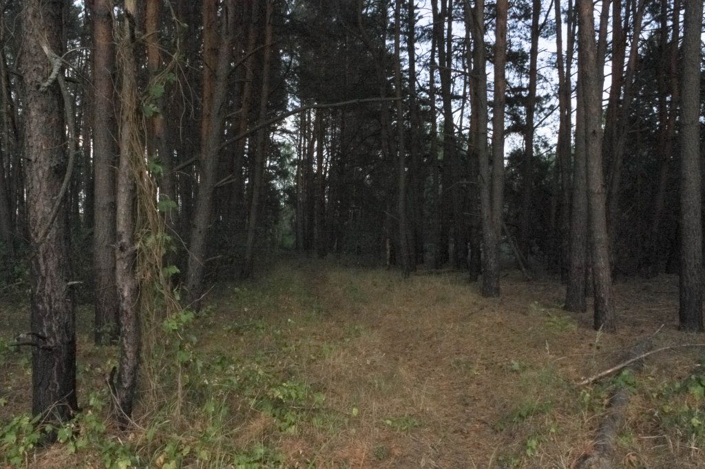 Туманна стежка в лісі, оточена високими деревами та трав'янистою підстилкою.