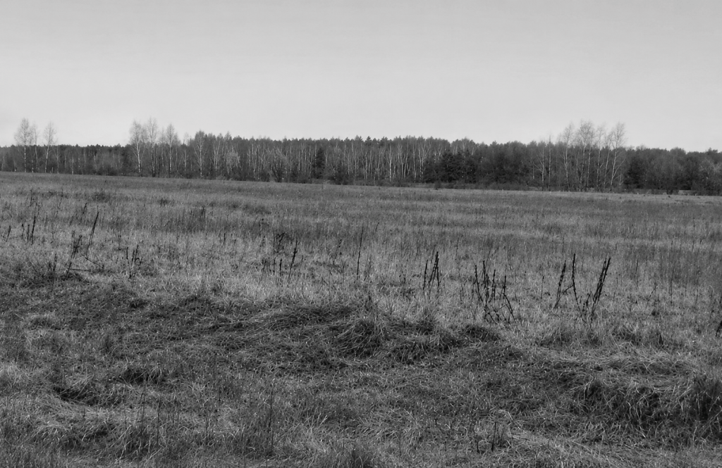 Чорнобіла фотографія широкого поля з висохлою травою на передньому плані та лісом на задньому фоні.