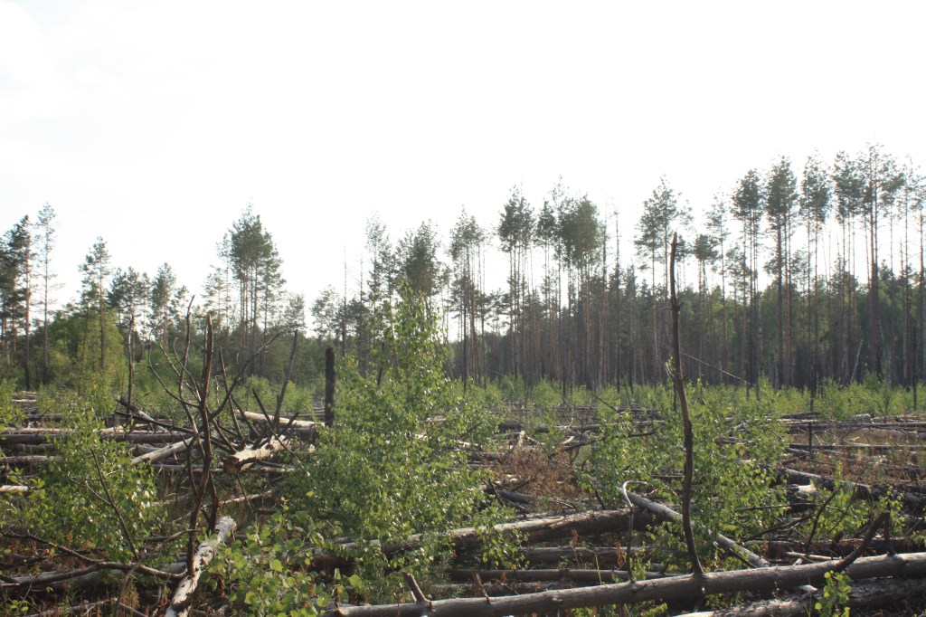 Вид на ліс після вирубки дерев, з залишками пня і молодими рослинами на фоні.
