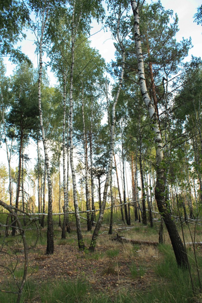 Лісова місцевість з березами та хвойними деревами, зелена трава та fallen branches.