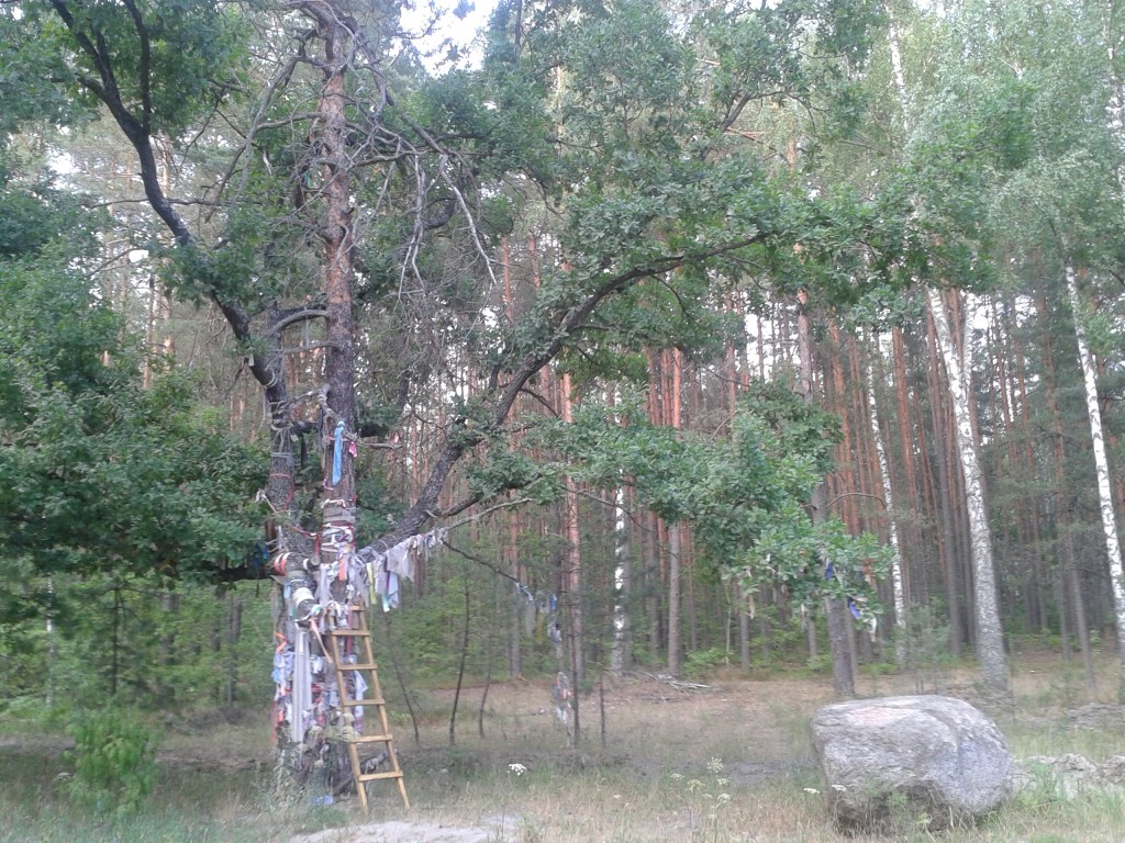 Дерево в лісі з гілками, обв'язаними стрічками, і драбина для підйому.